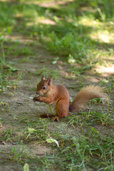 A red squirrel with a fluffy tail sits on the ground during the day