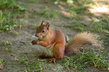 A red squirrel with a fluffy tail sits on the ground during the day