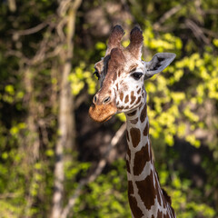 The giraffe, Giraffa camelopardalis is an African mammal