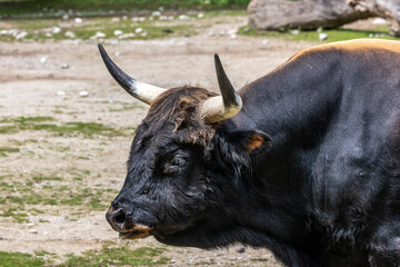 Heck cattle, Bos primigenius taurus or aurochs in a German park