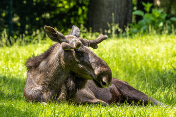 European Moose, Alces alces, also known as the elk