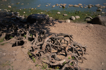 Tree roots above ground on the seashore