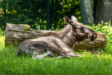 European Moose, Alces alces, also known as the elk