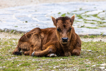 Young baby Heck cattle, Bos primigenius taurus or aurochs in a German park