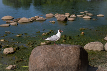 A seagull is sitting on a large rock on the shore