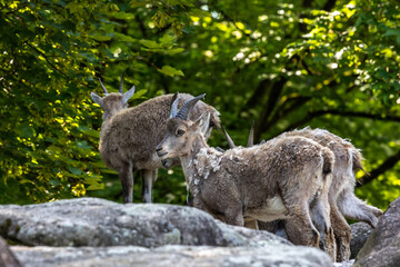 Young baby mountain ibex with its mother or capra ibex on a rock