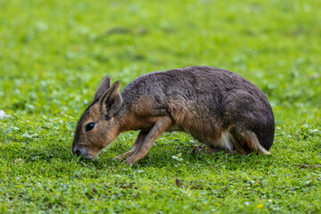 Patagonian Mara, Dolichotis patagonum are large relatives of guinea pigs