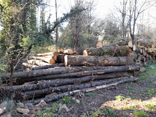 Montón de madera en un bosque de Galicia
