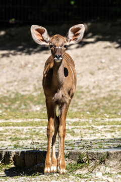 Greater Kudu, Tragelaphus Strepsiceros Is A Woodland Antelope