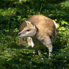 The agile wallaby, Macropus agilis also known as the sandy wallaby
