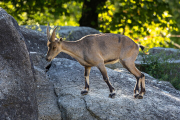 Male mountain ibex or capra ibex on a rock living in the European alps