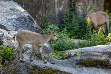 Male mountain ibex or capra ibex on a rock living in the European alps