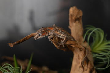 Gargoyle gecko on branch