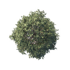 high quality trees from top view realistic 3d render illustrations for architectural landscape planning