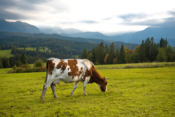 Cows on the meadow. Beautiful view in the Slovakia nature. 