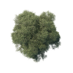 high quality trees from top view realistic 3d render illustrations for architectural landscape planning