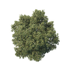 high quality trees from top view realistic 3d render illustrations for architectural landscape planning