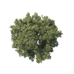 high quality trees from top view realistic 3d render illustrations for architectural landscape planning