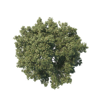 high quality trees from top view realistic 3d render illustrations for architectural landscape planning