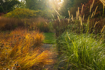 Colorful view of ornamental grasses in autumn at sunset in park