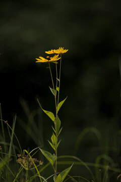 Yellow black eyed susan flowers isolated on a dark background. 