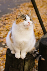 Autumn cat