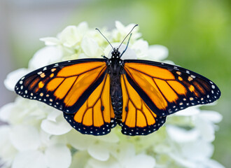 monarch butterfly with it's wings spread open on an white flower