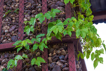 Green plants grow on cobblestone pillars
