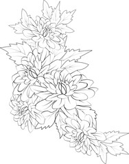 isolated , hand drawn vector illustration blossom dahlia flower botanical and branch vector illustration floral bud leaf collection, coloring page and book for adult.