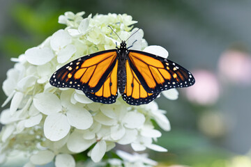 Monarch butterfly isolated on white flower 