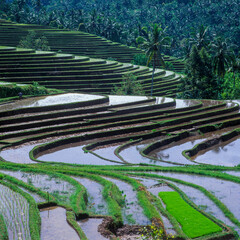 Water-filled rice terraces at Central Bali; Indonesia