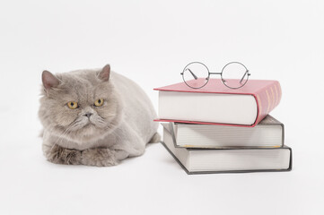 A Portrait of Scottish fold lovely cat with text back on white studio background , Education concept .