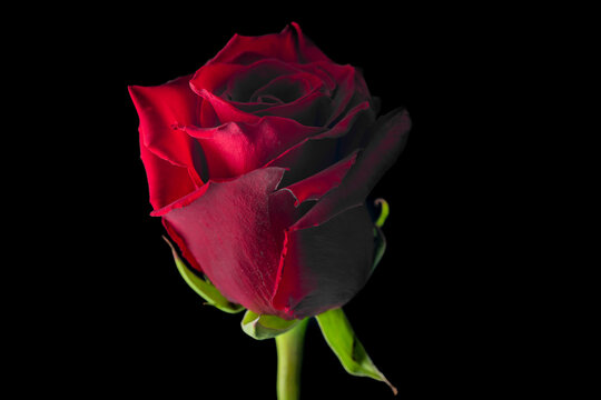 Red rose bloom with side light and black background