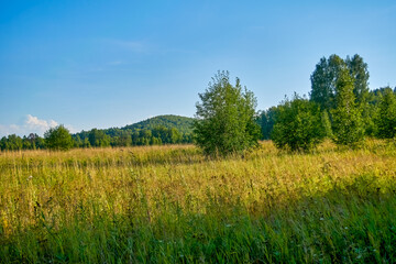 Summer landscape green meadow and forest in the background against the backdrop of a beautiful blue sky and white clouds.