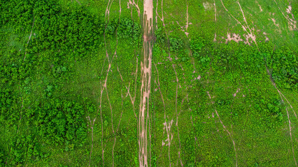 Aerial view of green pasture on a sunny day. Beautiful green area of agricultural land or grazing in the rainy season of northern Thailand.