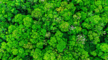 Aerial views of mangrove forests are abundant in southern Thailand. Tha Pom Khlong Song Nam, Krabi,...