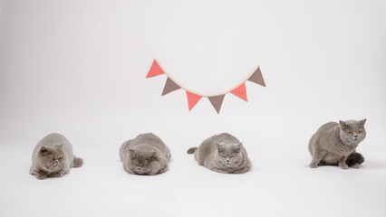 Portrait of A Scottish fold lovely cats on white studio background