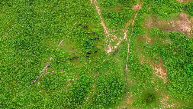 Aerial view of group of cows on a rural meadow in a bright morning. Beautiful green area of agricultural land or pasture in the rainy season of northern Thailand.