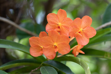 Blooming Vanda Orange Orchid