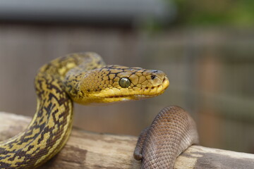 Timor Python (Malayopython timoriensis)