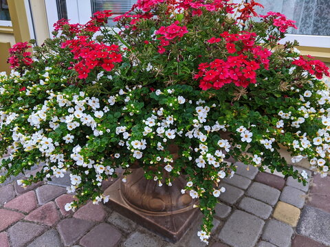 Ornamental bacopa flowers - Latin name - Chaenostoma cordatum and red Hem Zaden.