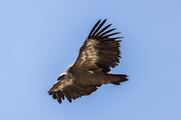 Griffon vulture in flight against a blue sky and clouds