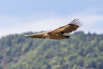 Fototapeta na wymiar Griffon vulture in flight at the Rocher du Caire in Remuzat, France