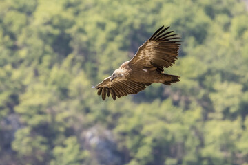 Griffon vulture in flight at the Rocher du Caire in Remuzat, France