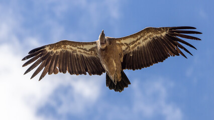 Obraz premium Griffon vulture in flight against a blue sky and clouds