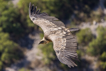 Griffon vulture in flight at the Rocher du Caire in Remuzat, France