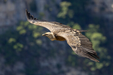 Griffon vulture in flight at the Rocher du Caire in Remuzat, France