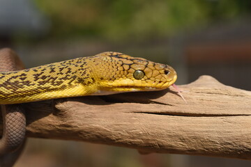 Timor Python (Malayopython timoriensis)