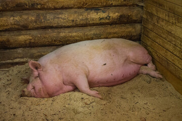 A pink fat pig lies in a barn on sawdust and sleeps
