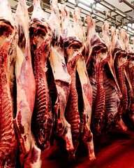 Beef half carcasses hanging on hooks in the slaughterhouse. Meat processing plant, cutting meat.